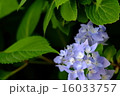 紫陽花 16033757