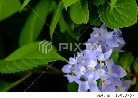 紫陽花 16033757