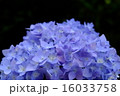 紫陽花 16033758