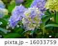 淡い紫陽花 16033759