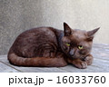 アンバー色の猫 16033760