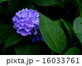 紫陽花 16033761