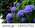 紫陽花 16033762