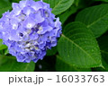 紫陽花 16033763