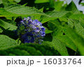 紫陽花 16033764