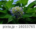 紫陽花 16033765