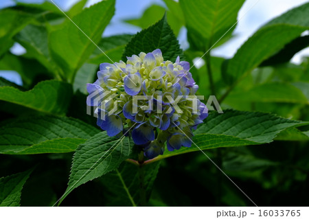 紫陽花 紫陽花 16033765