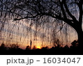 夕空と木の影 16034047