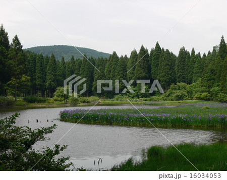 里山の風景 カキツバタ 里山の風景 カキツバタ 16034053