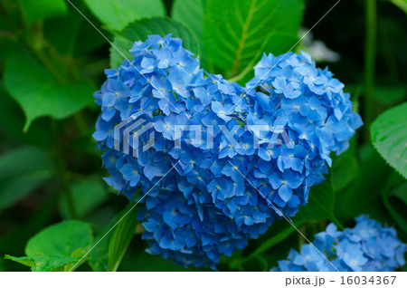 京都宇治・三室戸寺の紫陽花 京都宇治・三室戸寺の紫陽花 16034367