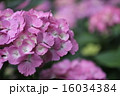 あじさいピンク 16034384