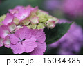あじさい　アップ 16034385