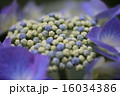あじさいの蕾 16034386