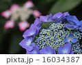 あじさい花火 16034387