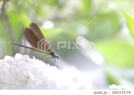 光の中で紫陽花にとまるトンボ 光の中で紫陽花にとまるトンボ 16034579