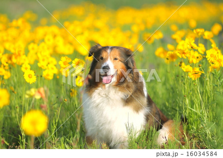 黄色い花畑の中で笑顔でこちらを見る犬 16034584