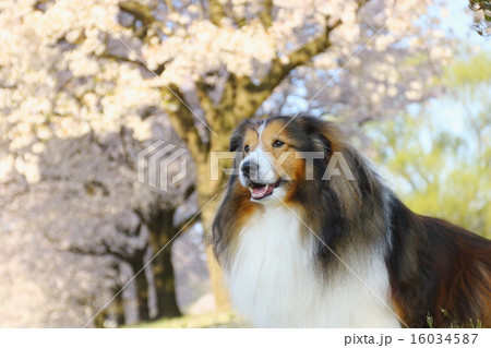 満開の桜の前で笑顔で遠くを見ている犬 16034587