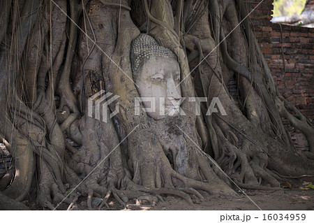 アユタヤの仏頭 16034959