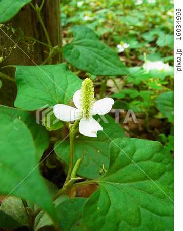 一輪のドクダミ 一輪のドクダミ 16034993