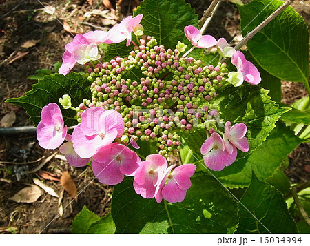 ピンクのガクアジサイ ピンクのガクアジサイ 16034994