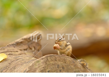どんぐりを食べるエゾシマリス どんぐりを食べるエゾシマリス 16035041