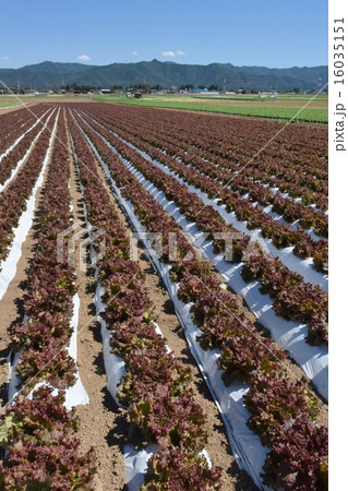 高原野菜の畑 16035151
