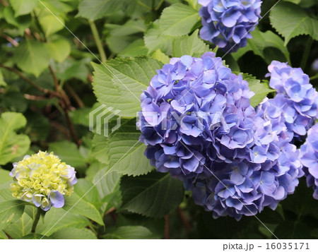 六義園の本紫陽花の写真素材