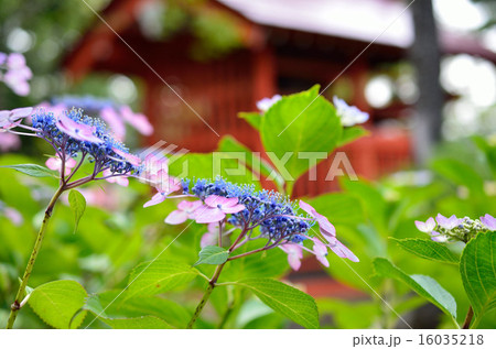アジサイ-21 16035218