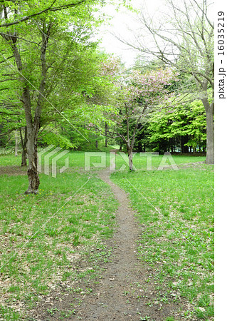 新緑と桜の散歩道 16035219