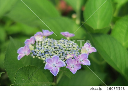 ガクアジサイ 16035548