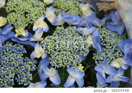 ガクアジサイ２ 16035549