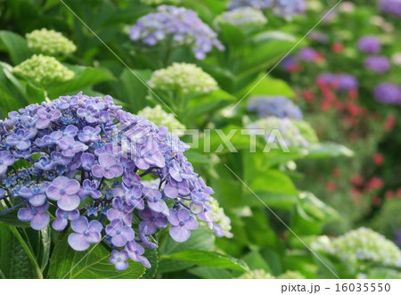 ウズアジサイ 16035550