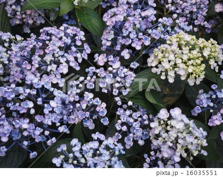 ウズアジサイ２ 16035551