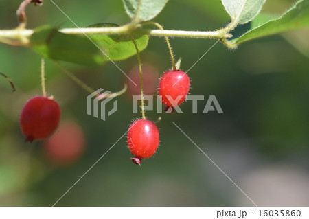 ウグイスカグラの実 16035860