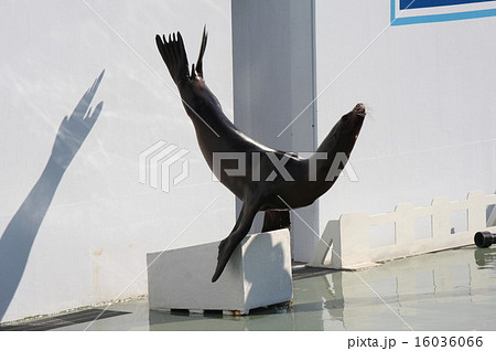 得意なポーズ 16036066