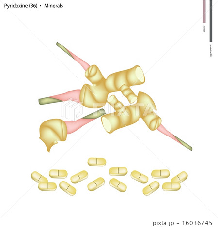 Fresh Galangal Roots with Vitamin B6 and Minerals 16036745