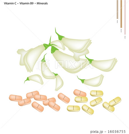 Sesban Agasta with Vitamin C and B9 16036755