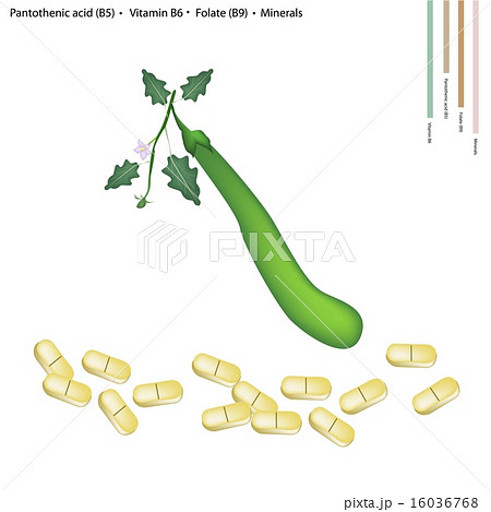 Long Green Eggplant with Vitamin B5, B6 and B9 16036768