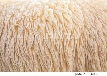 wool sheep 16036900