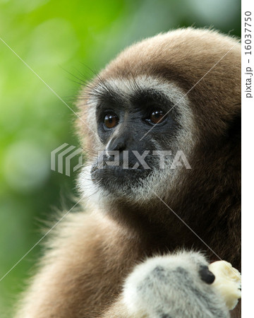 gibbon gibbon 16037750
