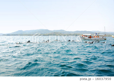 天草のイルカウォッチングと観光船 16037950