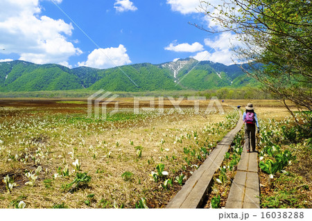 尾瀬ヶ原と木道とミズバショウ 16038288