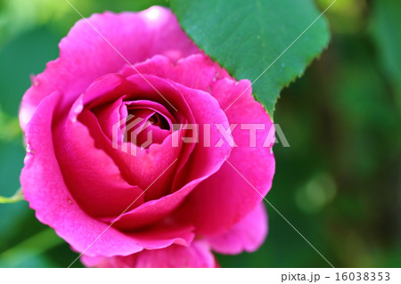 バラ ドルシュキ・ルブラ バラ ドルシュキ・ルブラ 16038353