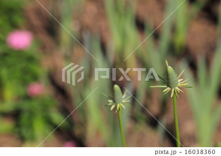 メキシカンハットの花の蕾 16038360