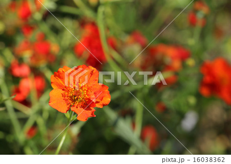 ゲウムの花 ゲウムの花 16038362