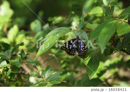 オオムラサキ 16038421