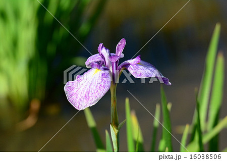 花菖蒲 16038506