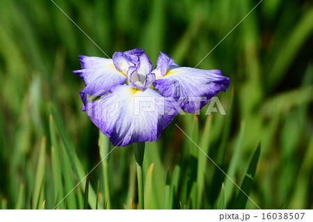 花菖蒲 花菖蒲 16038507