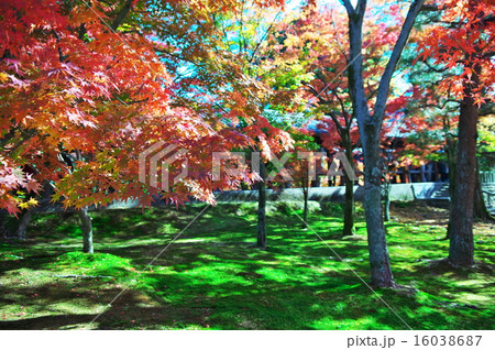 京都の紅葉寺 16038687