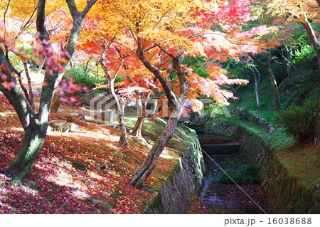 京都の紅葉寺 16038688
